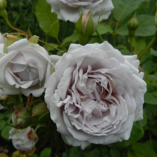Gärtnerei - Rosa Griselis™ - violett - nostalgische rosen - diskret duftend - Dominique Massad - Beim halbschattigen Standort behält sie schön ihre Blütenfarbe während der Blütezeit.